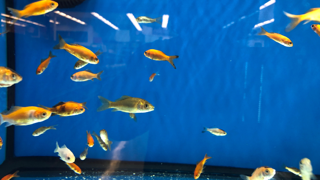 vacation fish feeders