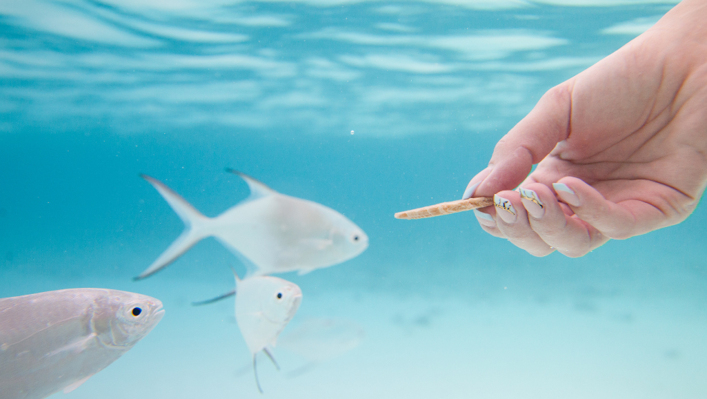 vacation-safe fish feed