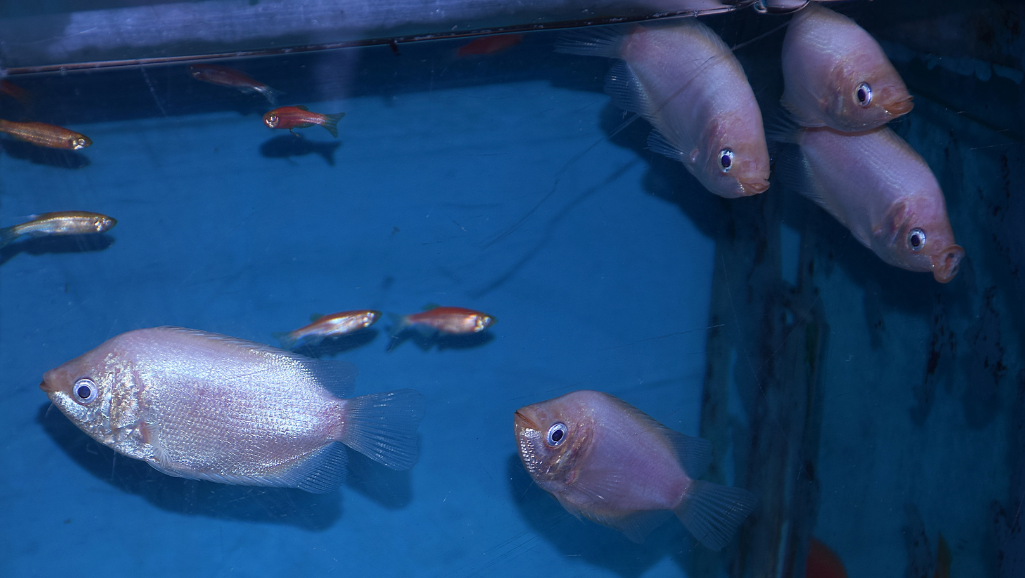 various types of bottom feeder fish