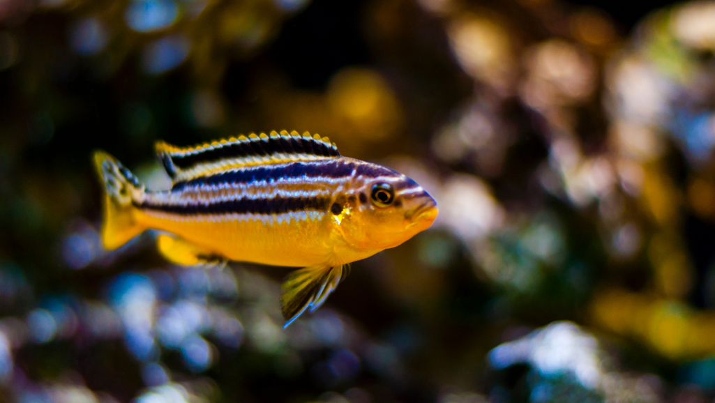 Vibrant Aquarium Fish