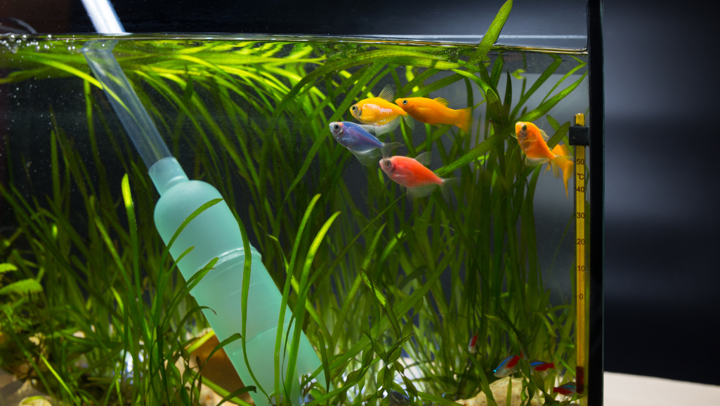 water changes reduce ammonia