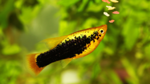 what food can fish eat