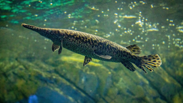 Alligator Gar: Fascinating Facts About the Species Tanks 19 Alligator Gar