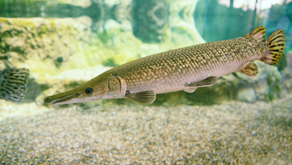 Alligator Gar Conservation