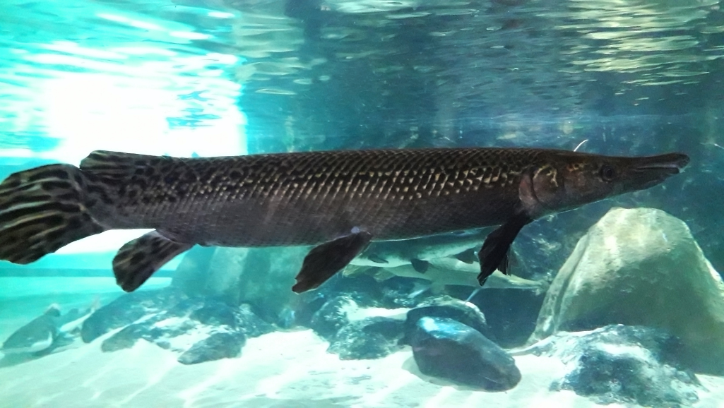 Alligator Gar Conservation