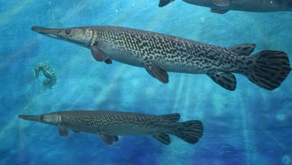 Alligator-Gar-in-Tank
