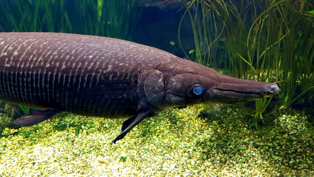 Alligator Gar in Tank