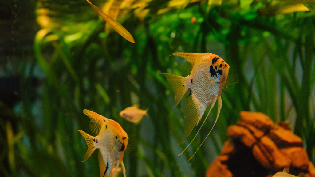 Aquarium Filtration
