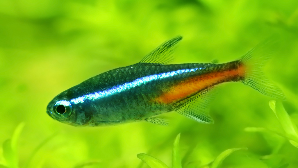Aquatic Environment for Lemon Tetras