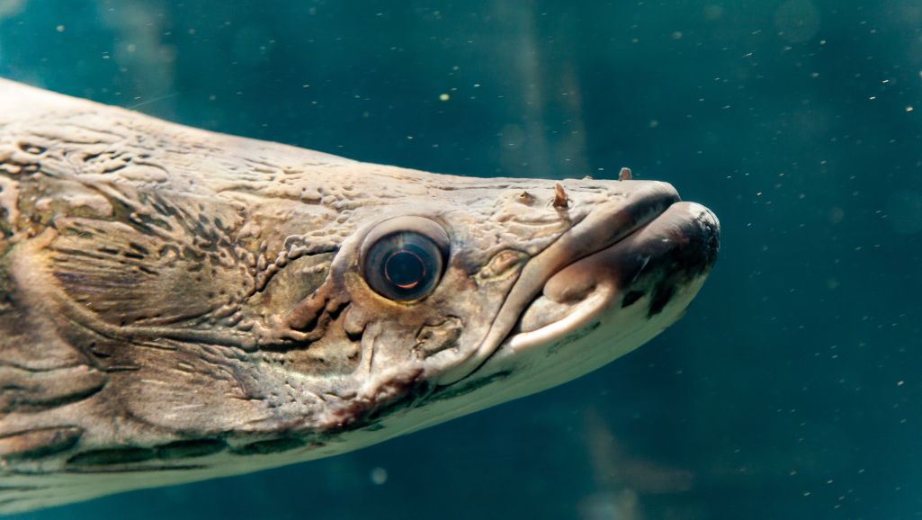 Arapaima Feeding