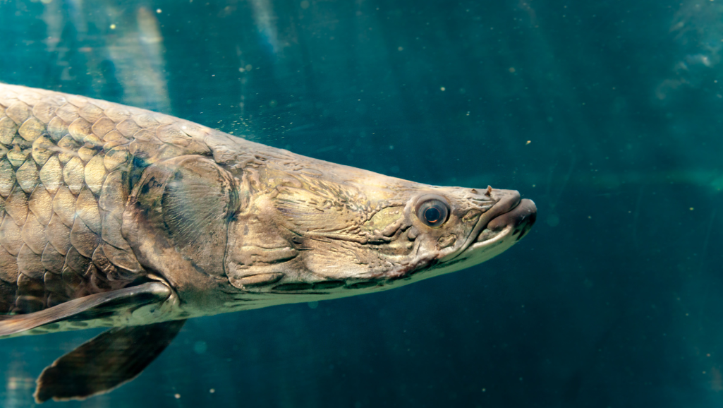 Arapaima Predatory Role