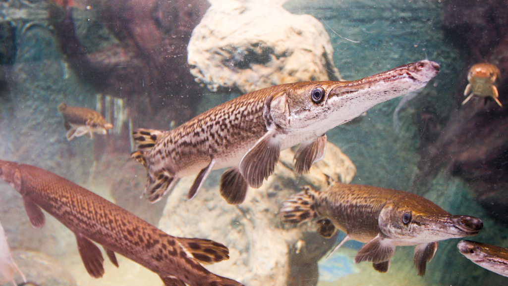 Arapaima in tank