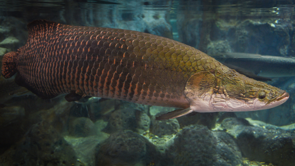 Arapaima