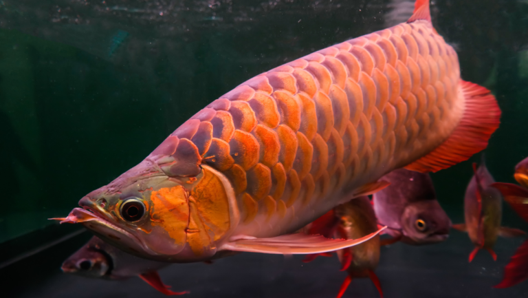 Discover Arowana Types Tanks: Silver, Black, Golden 25 Arowana