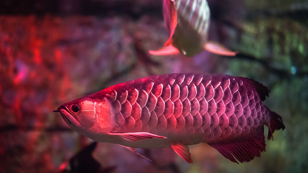 Arowana Community Tank Setup