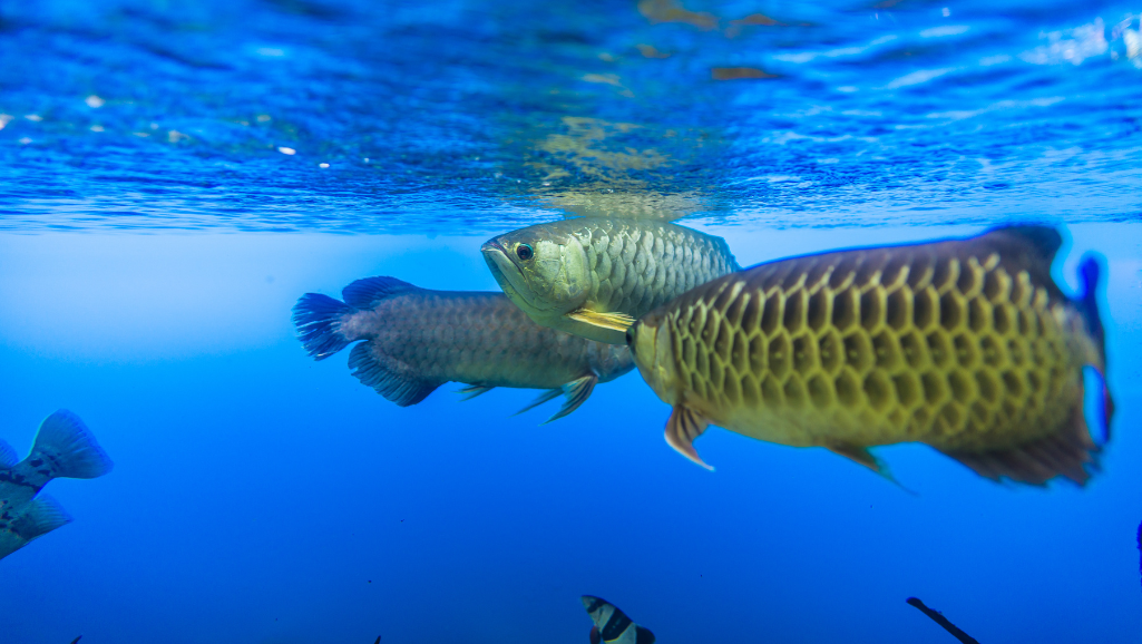 Arowana breeding setup