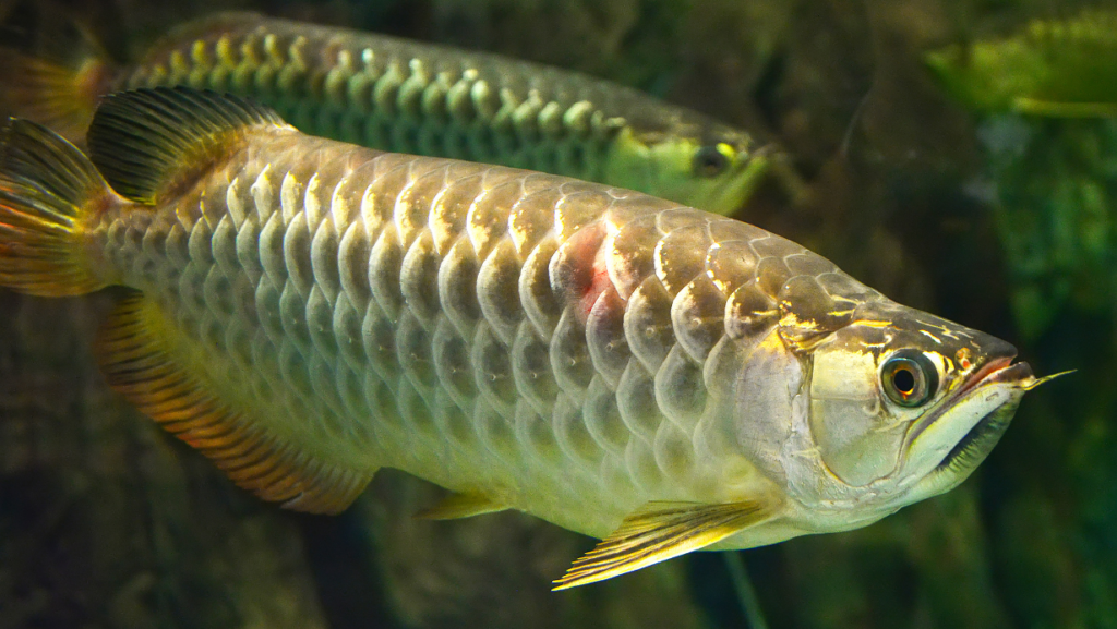 Arowana tank setup