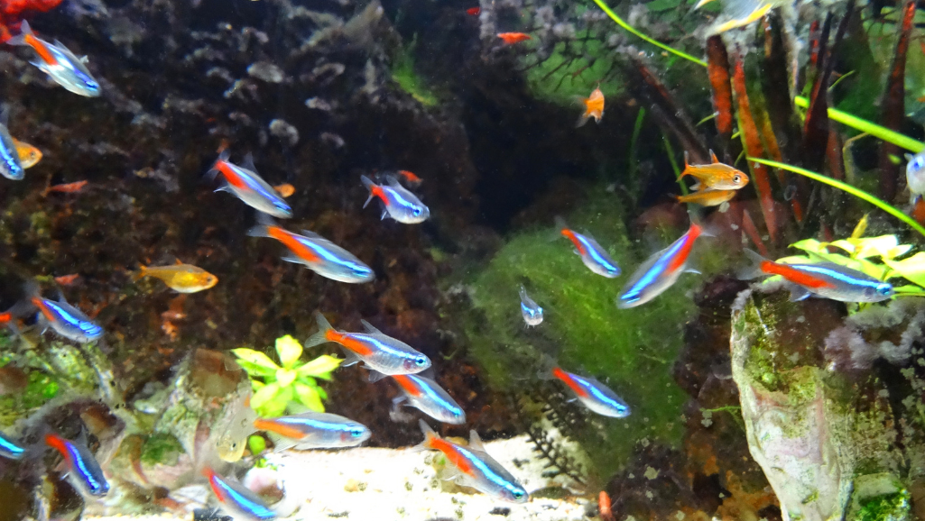 Black Neon Tetra Tank Setup