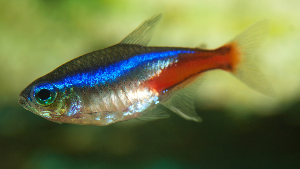 Black Neon Tetra in Community Tank