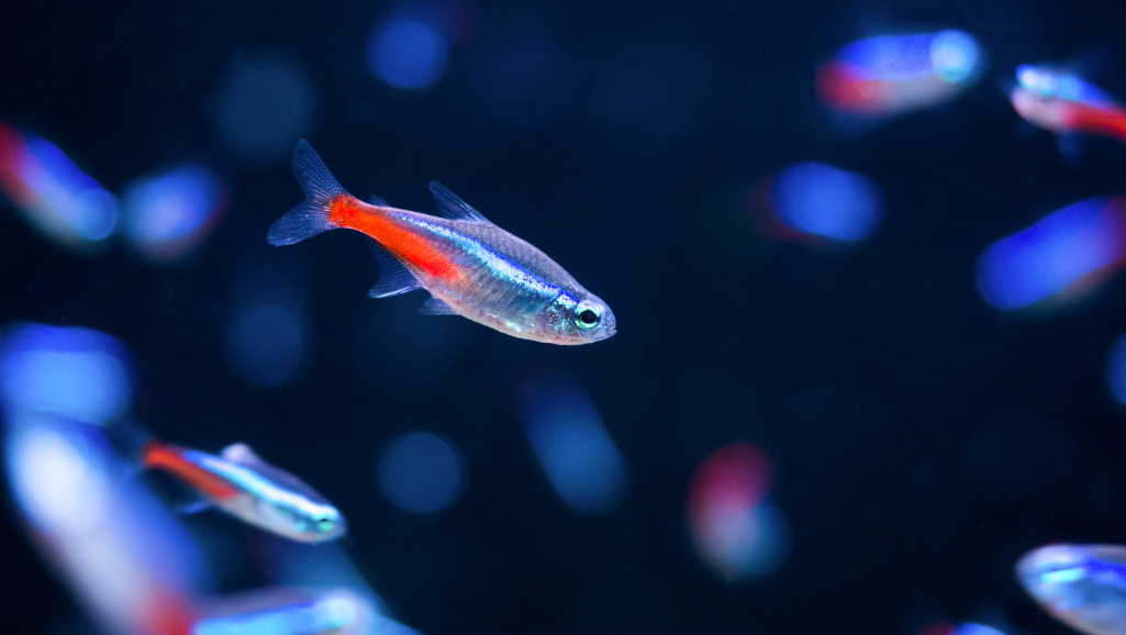 Black Neon Tetra