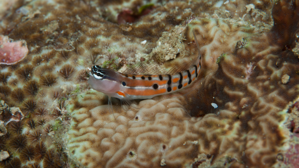 Blenny Care Requirements