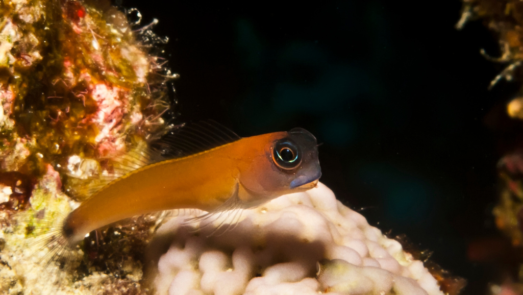 Blenny