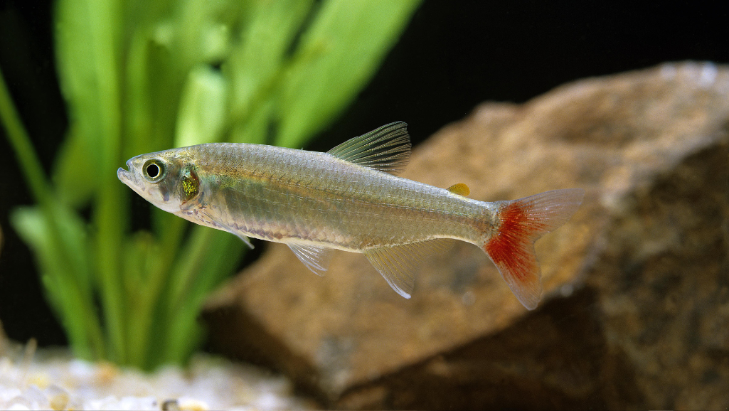 Bloodfin Tetra social behavior