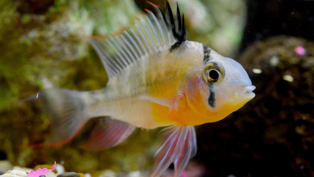 Bolivian Ram behavior