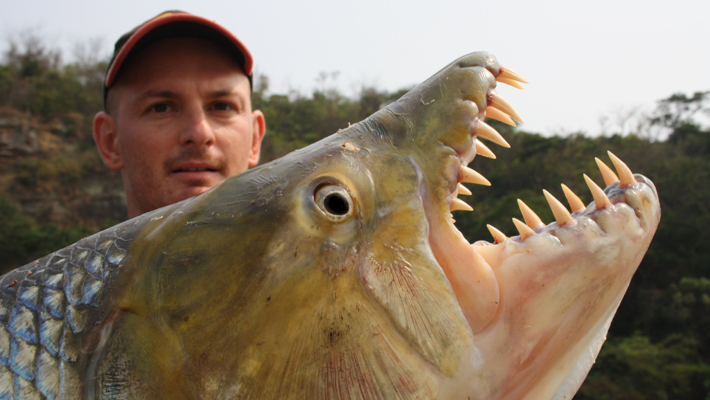 African Tiger Fish in its Natural Habitat
