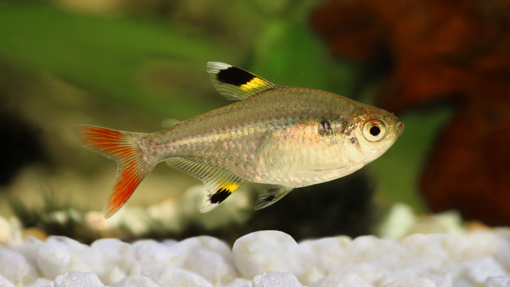 Breeding Pristella Tetra