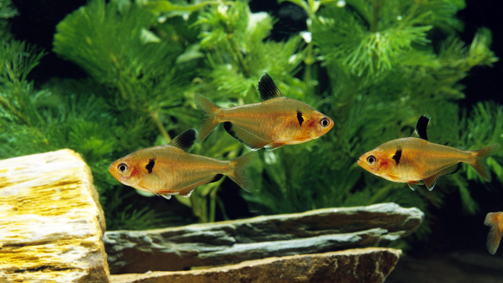 Breeding Serpae Tetra in Freshwater Aquarium