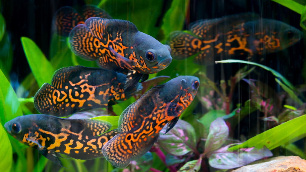 Breeding tips for Oscar Fish