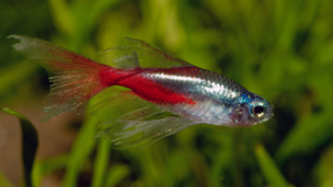 Cardinal Tetra