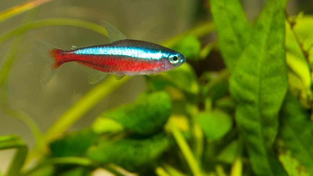 Cardinal Tetra Diet