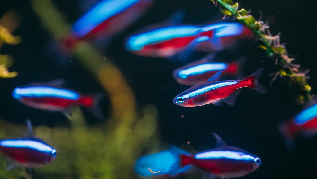 Cardinal Tetra Health Issues