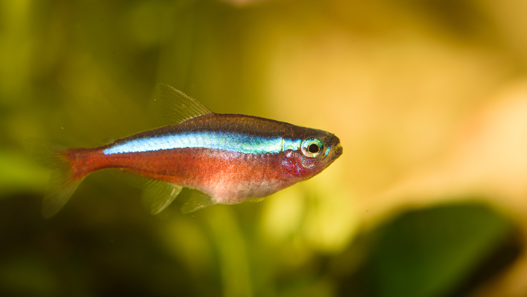 Cardinal Tetra in aquarium