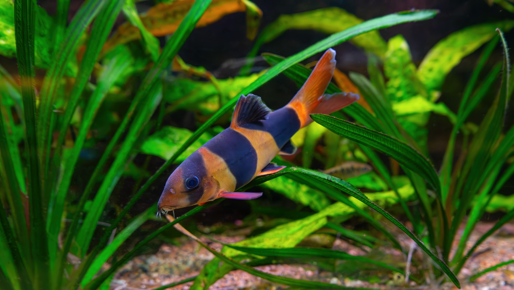 Clown Loach Compatibility