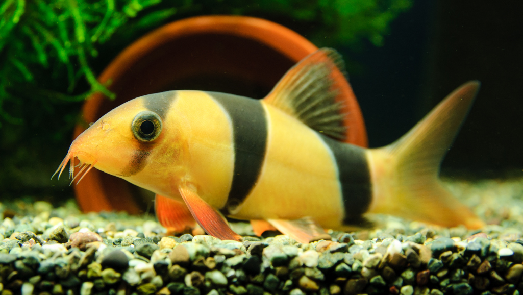 Clown Loach Swimming in Aquarium