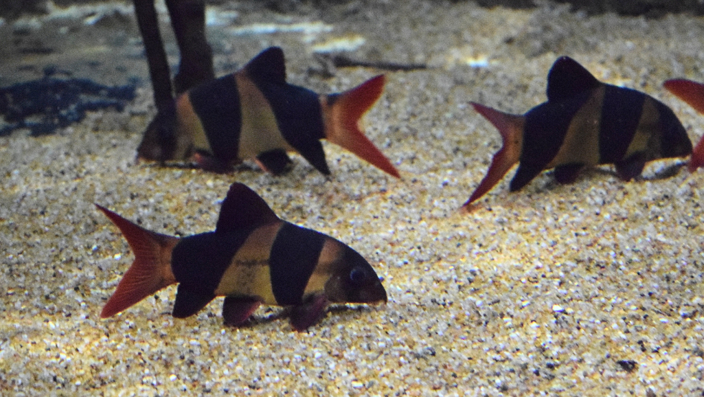 Clown Loach Tank Mates