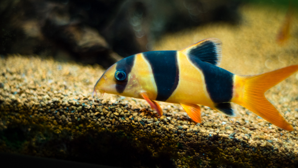 Clown Loach feeding habits