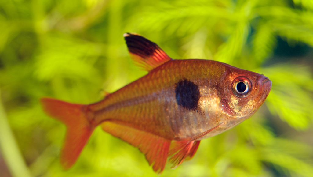 Community Tank with Serpae Tetra