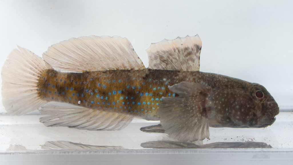 Compatible Tank Mates for Neon Gobies