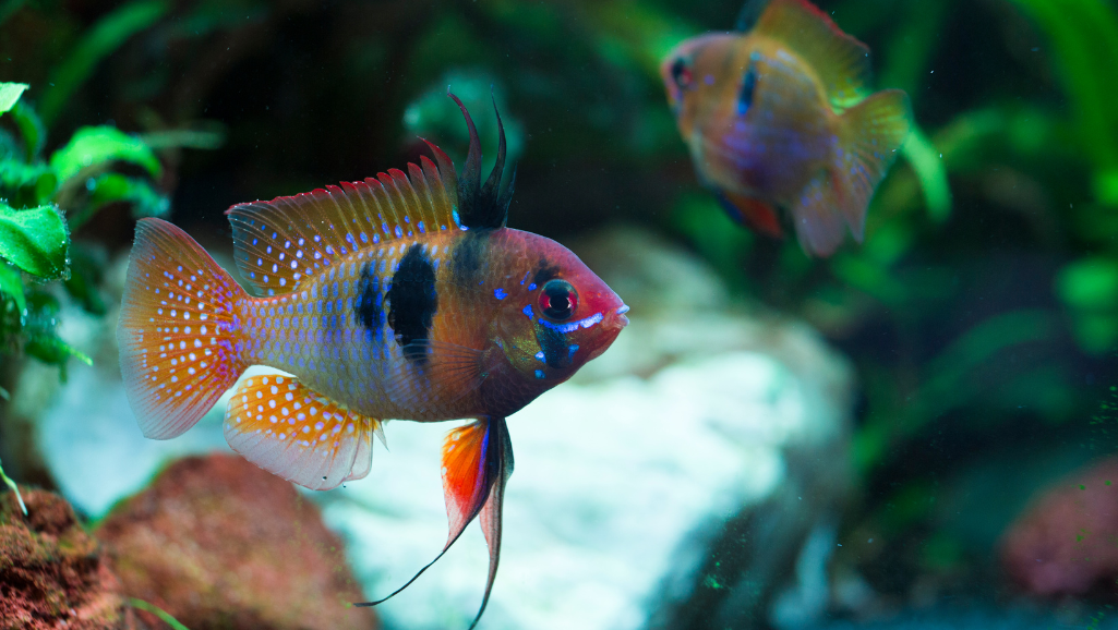 Comprehensive Bolivian Ram Care