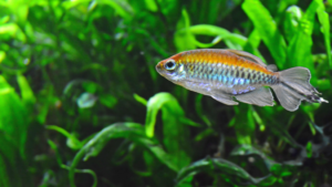 Congo Tetra