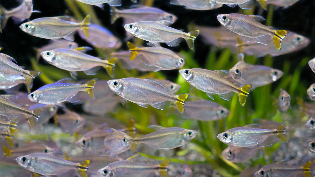 Congo Tetra diet