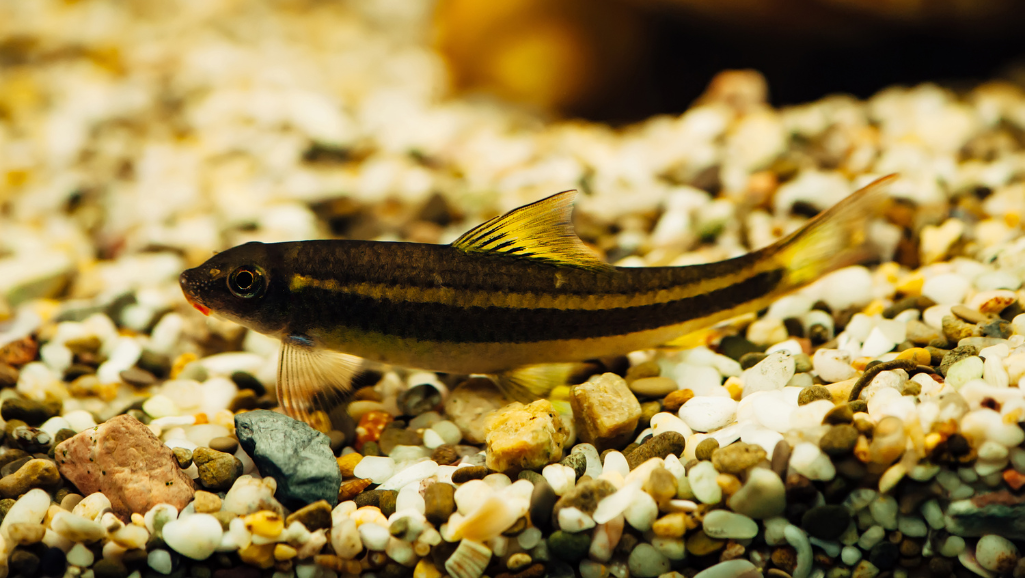 Crossocheilus siamensis Identification