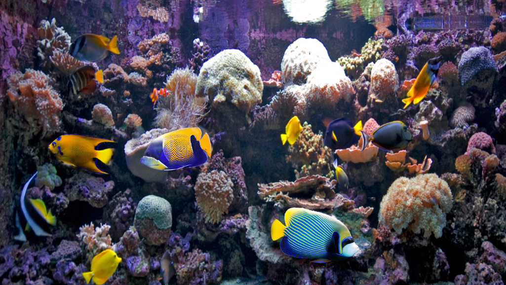 Deep Clean Aquarium Process