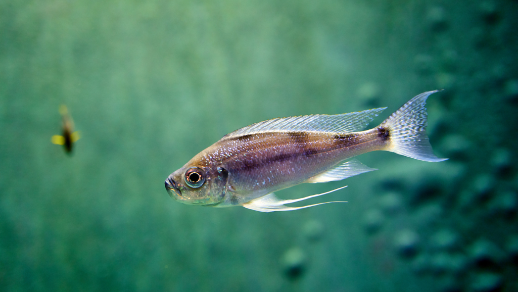 Diamond Tetra