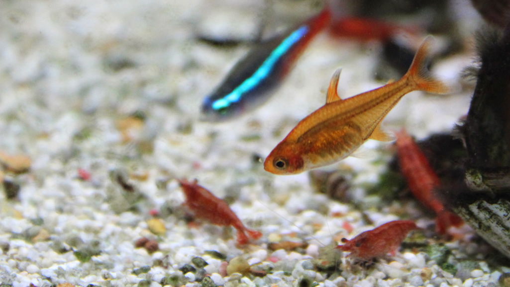 Ember Tetra Behavior