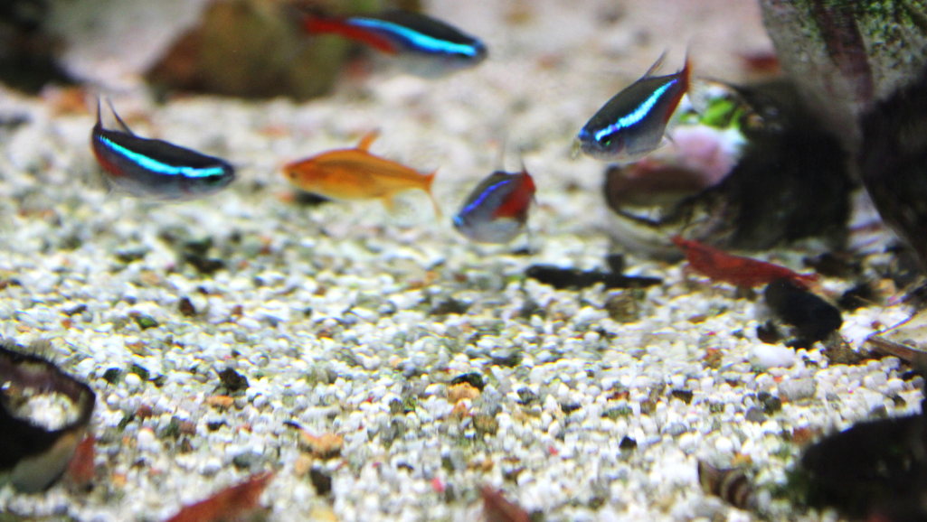 Ember Tetra Common Health Issues 